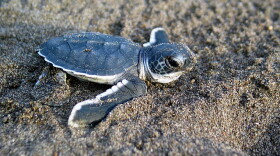 Baby Sea Turtle