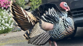 Turkey crosses the road.