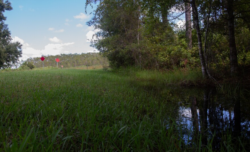 Wetlands make up much of the remaining natural land in southeast Orange County, where entities affiliated with the Mormon Church want to annex tens of thousands of acres of land into Orlando's city limits.