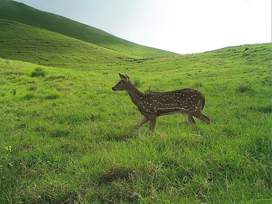 An axis deer photographed by a motion-triggered trail camera on Maui. (Sept. 2026)