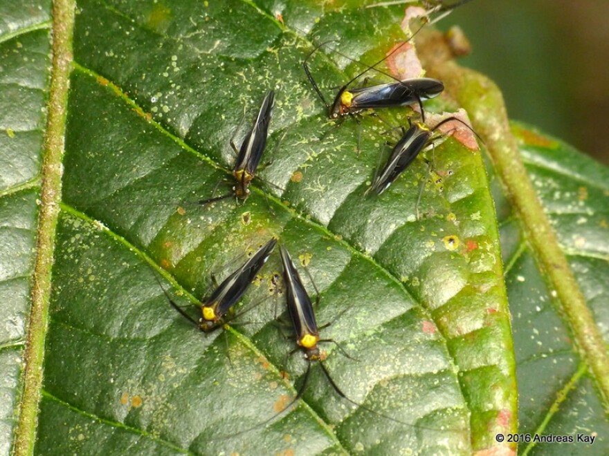 Bark lice