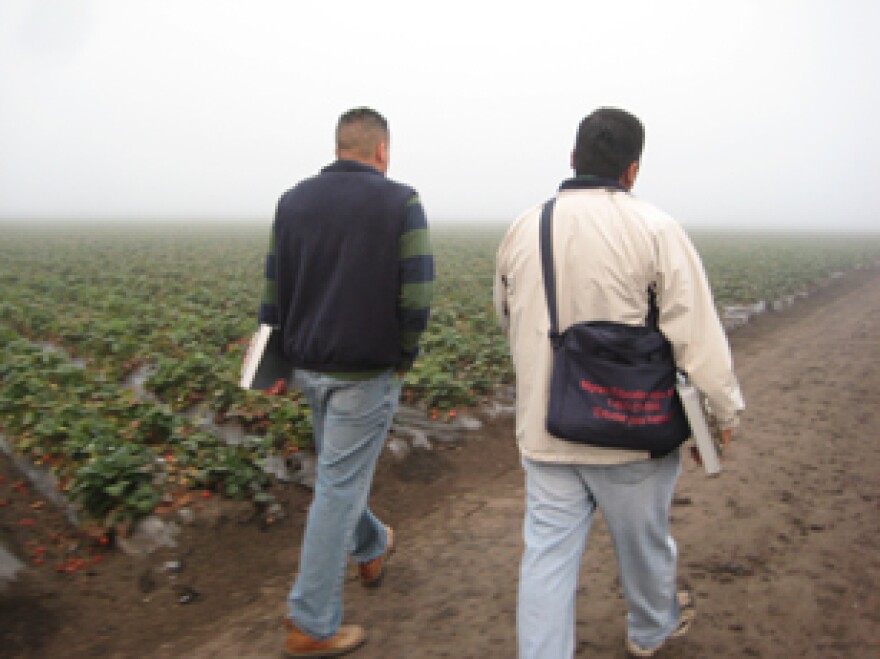 Migrant Education Workers leave a strawberry field after recruiting for their programs.