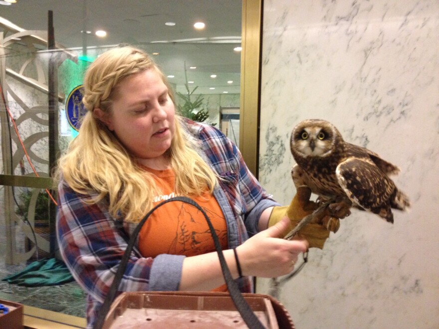 Katherine Murphy, of Adirondack Wildlife, with a short eared owl which is endangered in New York