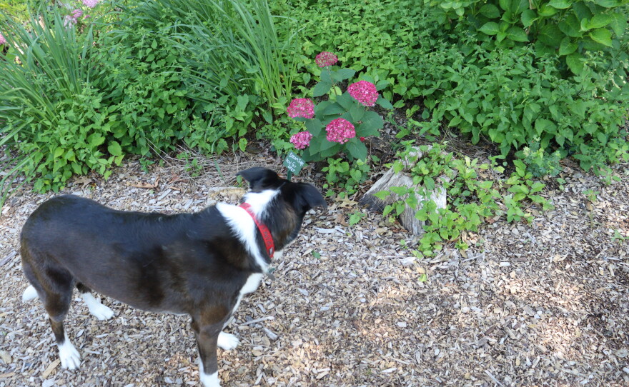 Photos of the home garden of CAI's The Garden Lady, C.L. Fornari 