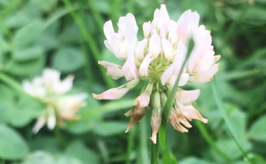 White Clover (<em>Trifolium repens</em>) is edible, but not all that tasty.