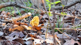 A yellow morel mushroom