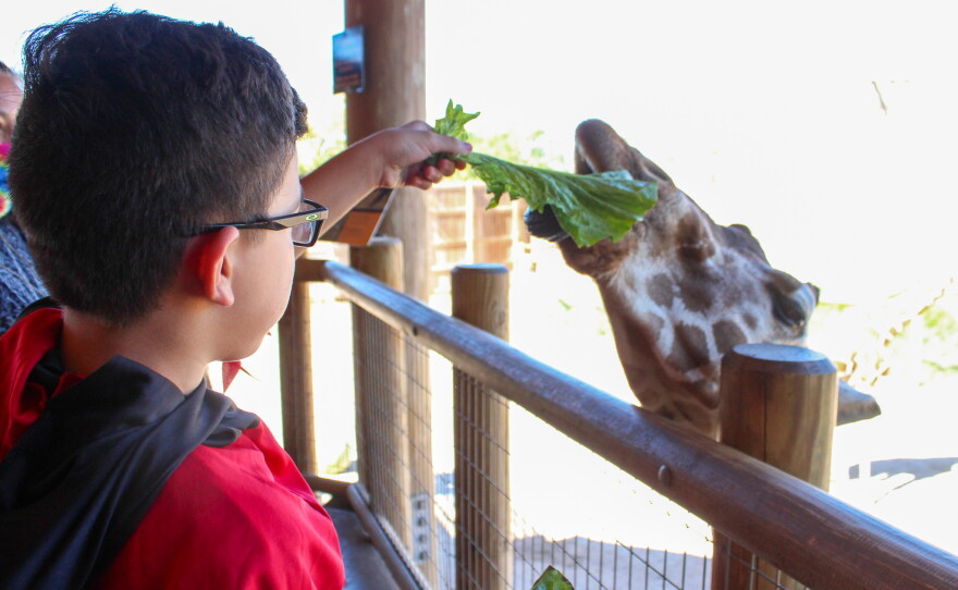 Johnny Bailey feeds a giraffe.