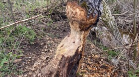 A tree that has been chewed by a beaver in Fallsburg.