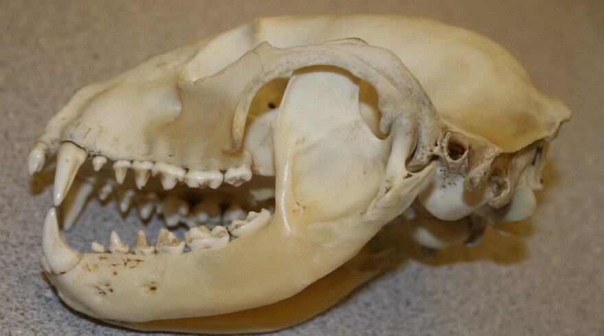 A raccoon skull