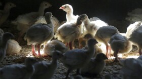FILE - Turkeys stand in a barn on turkey farm near Manson, Iowa on Aug. 10, 2015. When cases of bird flu are found on poultry farms officials act quickly to slaughter all the birds in that flock even when it numbers in the millions, but animal welfare groups say their methods are inhumane.