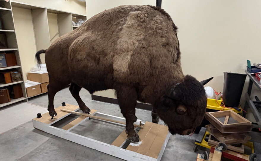 Various artifacts and specimens from the Grand Rapids Public Museum Archives.