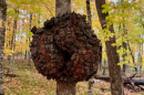 A large burl grows on a maple tree at Long Lake Conservation Center on Oct. 12, 2024.