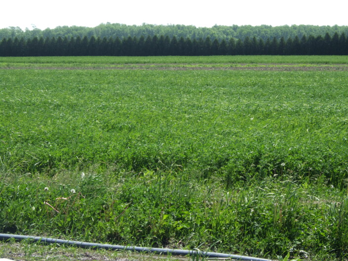 A field of hay and alfalfa.