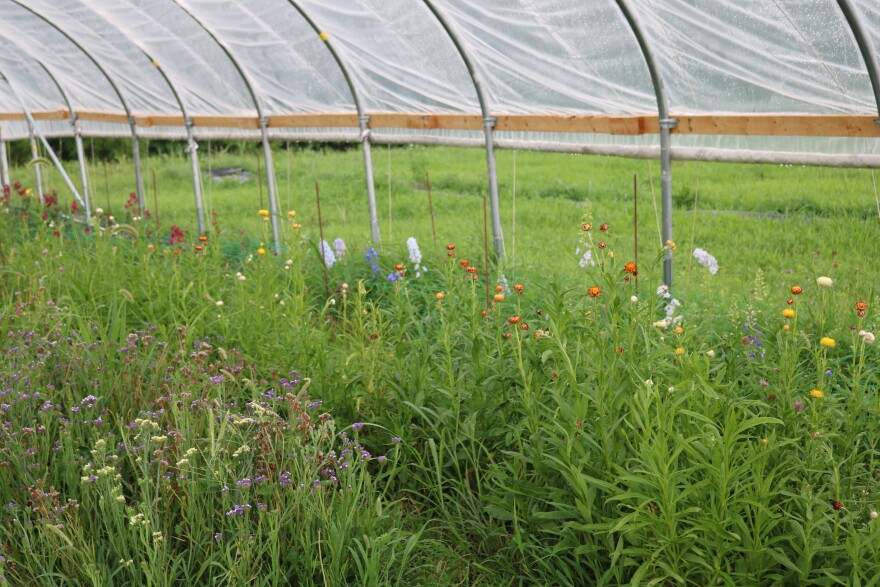 Cut flower farms often grow lots of flowers in one bed, meaning they don't need as much space as row crops. At Sav's Garden in Richmond, high tunnels are used to protect flowers while they grow.