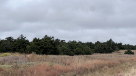 Eastern redcedars are encroaching on grasslands in Northwest Oklahoma, where they haven't historically grown in such numbers.