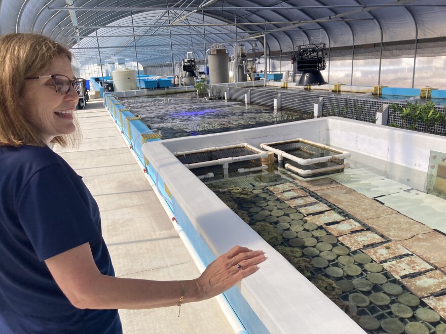 Woman looking at coral tanks