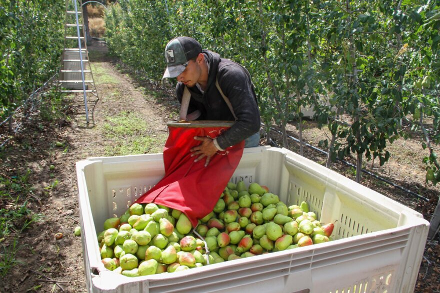 A farmworker is holding a red bag and is dumping green pears into a white bin.