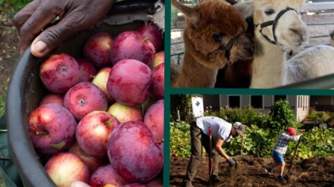 A collage of three photos. The largest one on the left side shows red apples in a bucket. On the top right, and image of one brown and one white alpaca. On the bottom right, an image of an adult and a child digging into brown dirt with shovels.