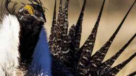 Sage-grouse habitat is threatened by human activity including agriculture, as well as the effects of climate change. But federal protections also have an effect on rural Western industries. (Courtesy of the Bureau of Land Management)