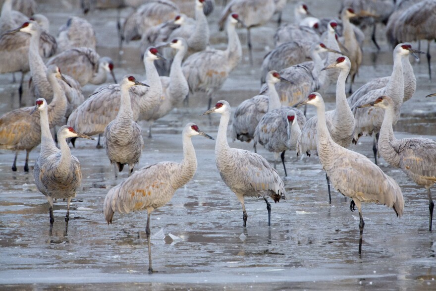 Sandhill cranes dance in a creek near Newark, Neb. (File photo, 2011) 