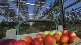 Fruit trees grow under rows of solar panels on a sunny, cloudless day. The panels are tall and held up by large beams, and a cart of red apples sits in the foreground of the photo. 