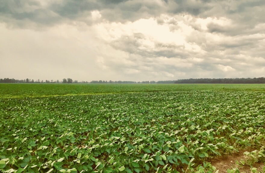 Goodman’s family farms 4,000 acres of corn and soybeans in Fulton Co., KY.