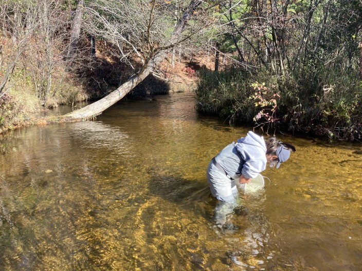 Arctic grayling, wiped out more than a century ago, return to the Boardman-Ottaway River