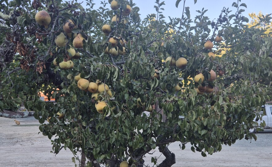 At the end of October, there is still one final harvest of the Asian Pear.