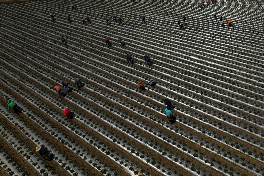 Migrant workers pick strawberries during harvest south of San Francisco, APRIL 4, 2024.