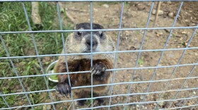 Woody the Woodchuck looks out from the bars of her cage, using her claws to stand up and grasp at the bars