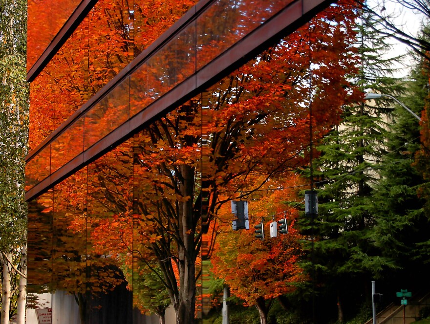 It's not clear how many trees on private property in Seattle have been cut down for development projects.