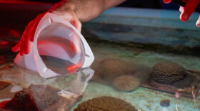 Researchers collect fresh coral spawn from aquarium tanks at the Florida Coral Rescue Center in Orlando on August 24, 2024.
