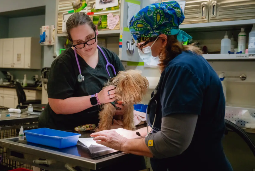 Genna Deleon, vet technician, left, holds Roco, an 11-year-old silky terrier, during a wellness visit with a veterinarian at the Spay Neuter Network clinic in Crandall.