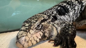 This photo provided by the New England Wildlife Center shows a tegu lizard which was found buried in snow in Providence, R.I., in late January 2025.