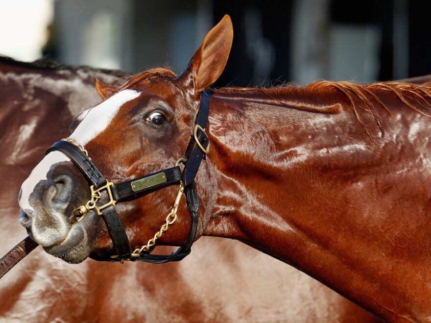 Derby entry El Padrino bites his shank during a bath ahead of the 138th Kentucky Derby this week.