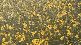 The Pepper Ranch Preserve in Pepper Ranch Preserve in Immokalee annually experiences a native sunflower bloom. Reservations for viewing the 2026 annual bloom event of native Southeastern sunflowers is available at  https://tinyurl.com/PepperRanchSunflowers.