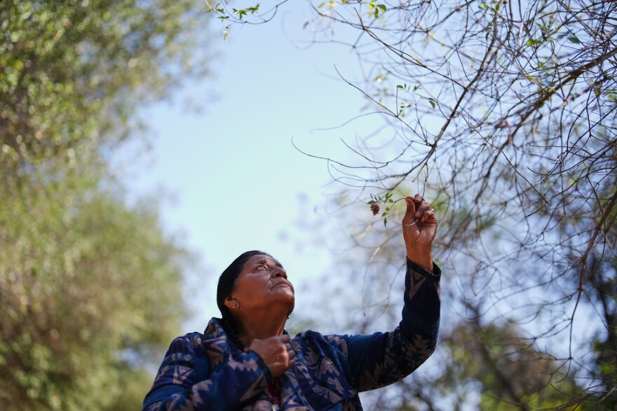 Norma Meza Calles, a Kumeyaay Nation leader, touches a branch as she leads a guided tour of traditional Kumeyaay uses for local plants at a wellness center, Friday, May 1, 2026, in Tecate, Mexico. (AP Photo/Gregory Bull)