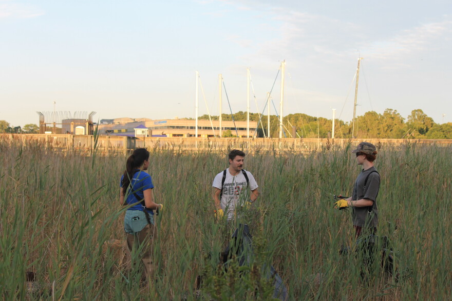 Stamford has about four acres of salt marsh left, two of which are in Boccuzzi Park.