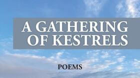 A Gathering of Kestrels by Tim Keane
