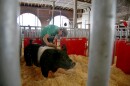 The photo is framed by a bar on each side, the lens is looking through the hog pen that Ty Murphy stands in. He is bent over brushing the hair on his black and white hog. 