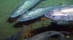 Sablefish swimming just above the sea floor. Credit: NOAA’s Northwest Fisheries Science Center