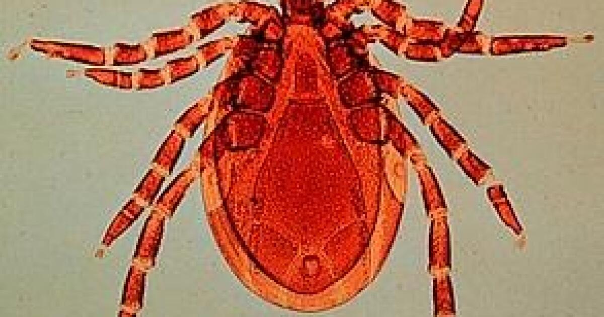 How Ticks Spread Disease, and Why There Won't Be Fewer of Them This