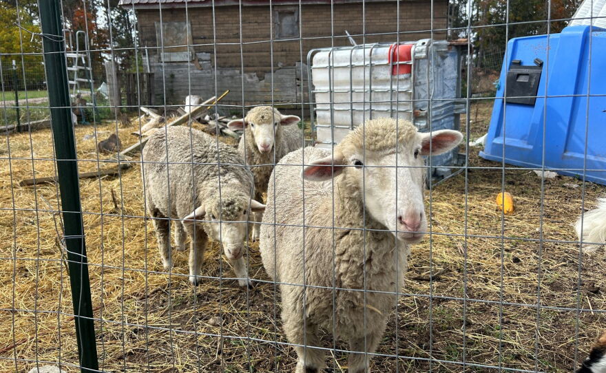 Jonathan Miller keeps his goats and sheep behind tall fencing. He says that's the most permanent way to keep wolves out.