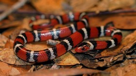 Scarlet king snakes are harmless, but look a lot like the deadly coral snake