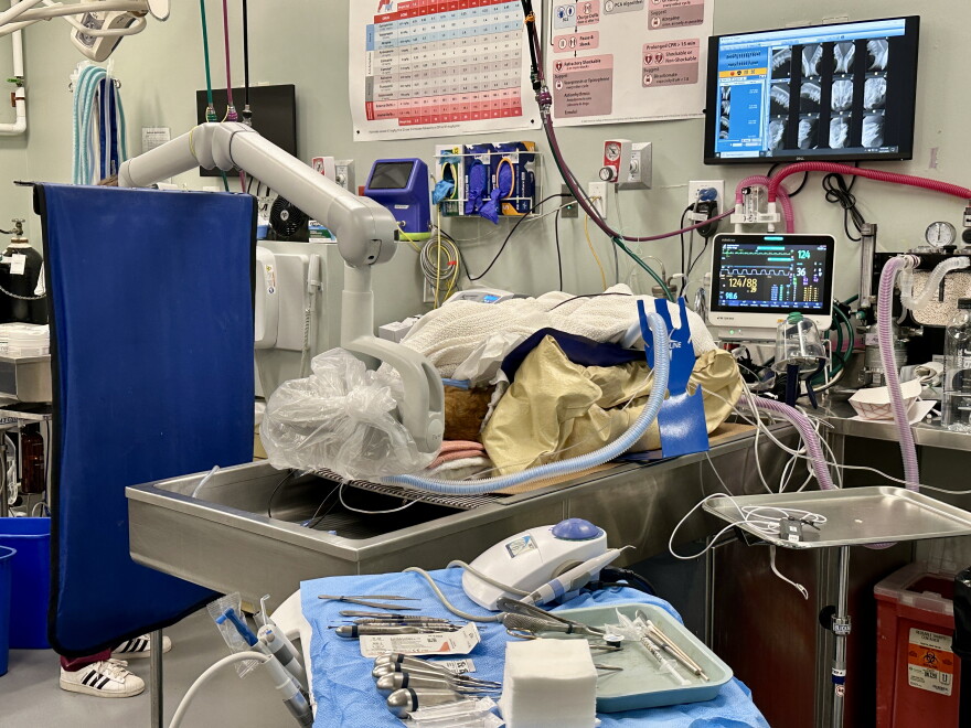 A hospital room at the MSPCA-Angell in Jamaica Plain, October, 2025.