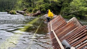 Counting fish at Redoubt Lake.