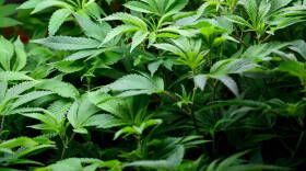  Clones of marijuana plants grow in the nursery at a cultivation plant in Kansas City. <br/>