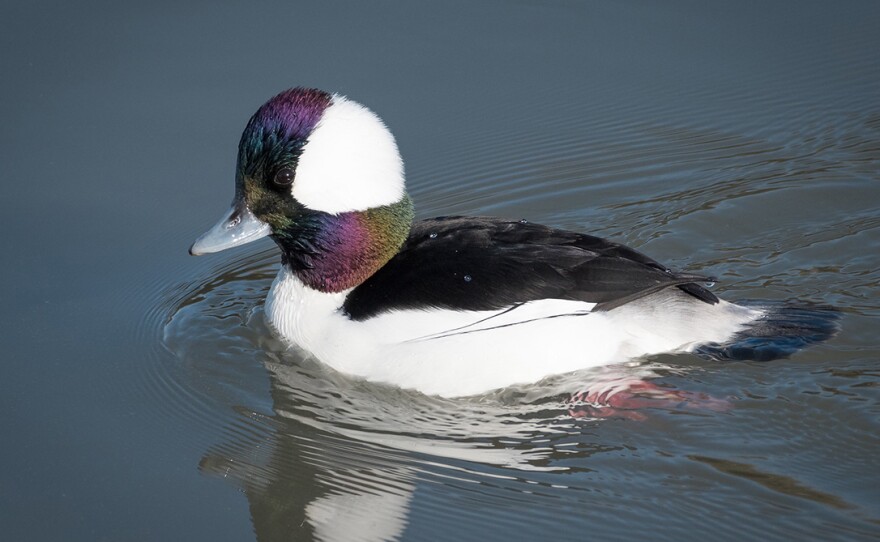 bufflehead tobacco Bufflehead Duck