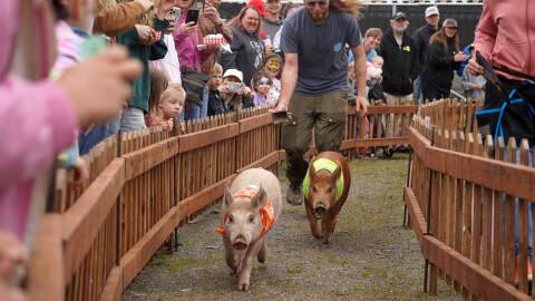 Jack Money, armed with a cowbell, chases a pair of racing pigs at the Kenai Peninsula Fair in Ninilchik, Alaska, on Saturday, Aug. 15, 2026.