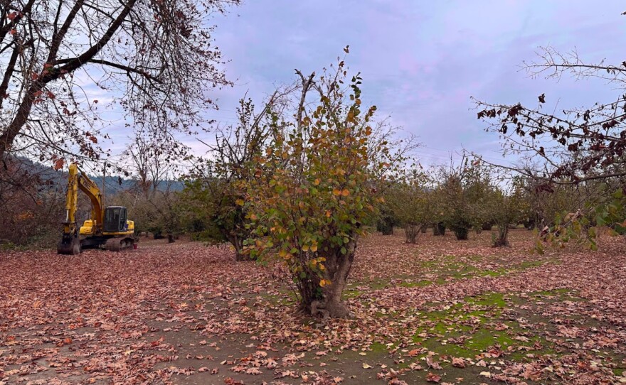 Hazelnut trees with excavator. 